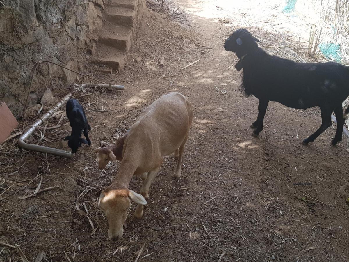 Finca Rural Torres Casas 1 Y 4 Bed & Breakfastベガ・デ・サン・マテオ エクステリア 写真