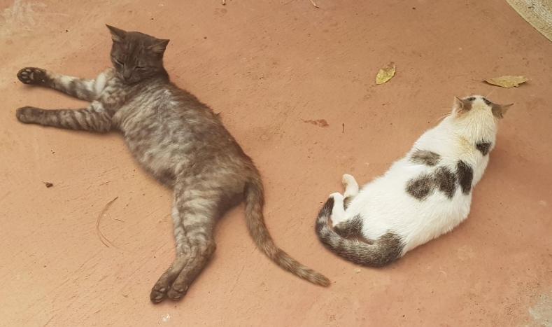 Finca Rural Torres Casas 1 Y 4 Bed & Breakfastベガ・デ・サン・マテオ エクステリア 写真