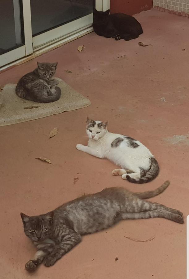 Finca Rural Torres Casas 1 Y 4 Bed & Breakfastベガ・デ・サン・マテオ エクステリア 写真