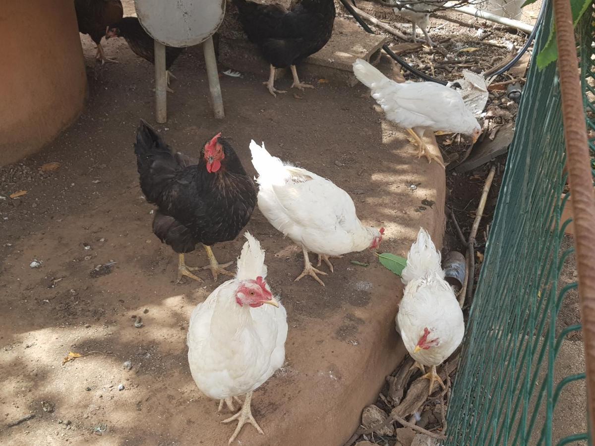 Finca Rural Torres Casas 1 Y 4 Bed & Breakfastベガ・デ・サン・マテオ エクステリア 写真