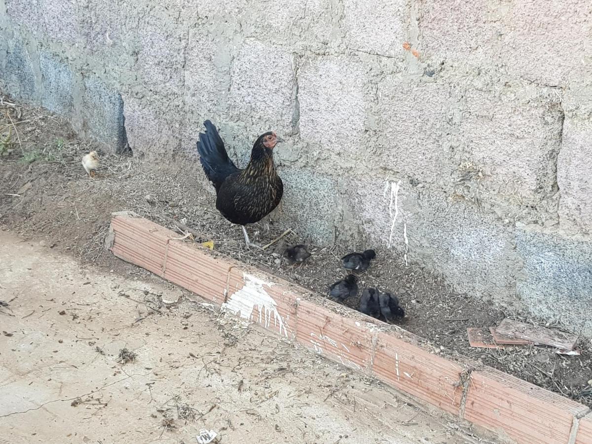 Finca Rural Torres Casas 1 Y 4 Bed & Breakfastベガ・デ・サン・マテオ 部屋 写真